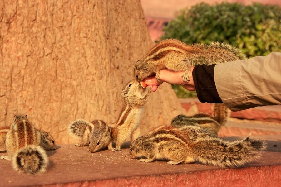 Same Day Taj Mahal, Agra Fort & Baby Taj Tour from Jaipur - Agra Fort and the Mughal court
