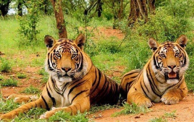 Sariska Tiger Reserve Assistance for Gypsy Private Safari Tickets - Three hours inside Sariska Tiger Reserve