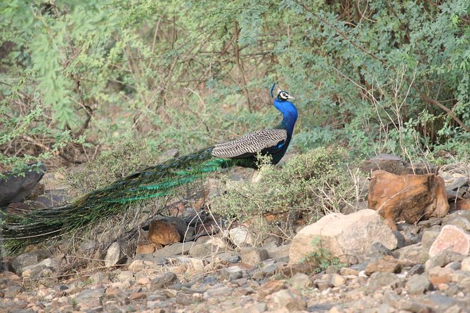 Sariska Tiger Reserve Assistance for Gypsy Private Safari Tickets - Morning or afternoon: choosing your safari time