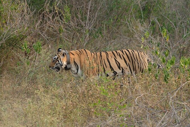 Sariska Tiger Reserve Assistance for Gypsy Private Safari Tickets - Why the ticket assistance matters