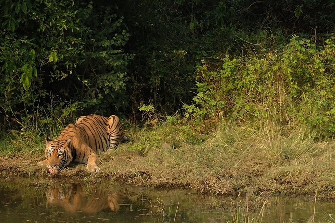 Sariska Tiger Reserve Assistance for Gypsy Private Safari Tickets - The real cost: $113.48 per person