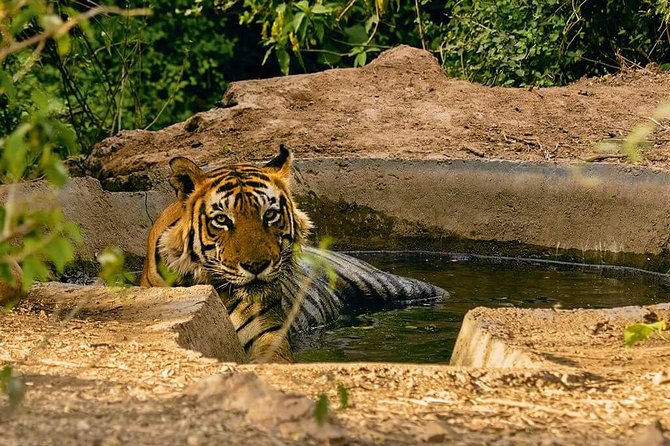 Sariska Tiger Reserve Assistance for Gypsy Private Safari Tickets - The reserve experience: what you may see