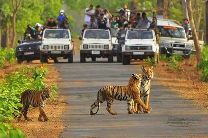 Sariska Tiger Reserve Safari tour from Jaipur - Why Sariska works as a day trip from Jaipur