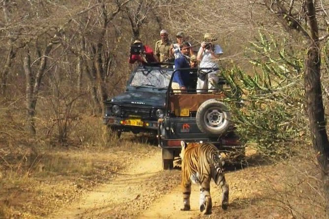 Sariska Tiger Reserve Safari tour from Jaipur - What the $51.07 price really buys