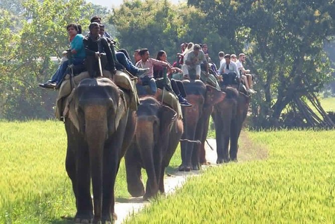 Sariska Tiger Reserve Safari tour from Jaipur - Who will get the most from this outing?