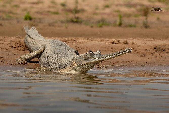 Sawai Madhopur: Private Chambal Crocodile Safari All-Inclusive - Key points to know before booking