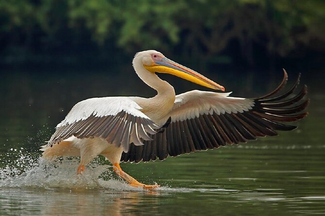 Sawai Madhopur: Private Chambal Crocodile Safari All-Inclusive - Why the Chambal River makes this outing different