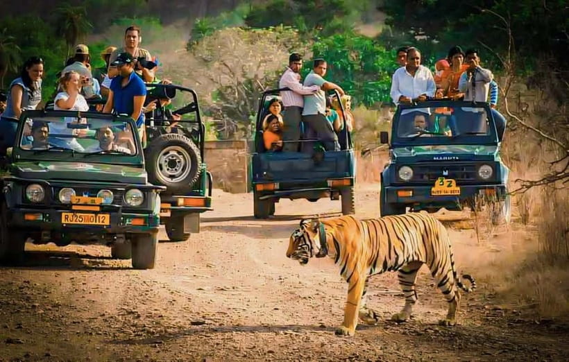 Sawai Madhopur: Ranthambore National Park Guided Jeep Safari - Why Ranthambore is worth the early effort