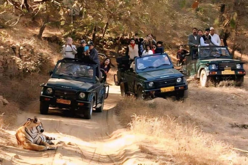 Sawai Madhopur: Ranthambore National Park Guided Jeep Safari - Watching for a Bengal tiger