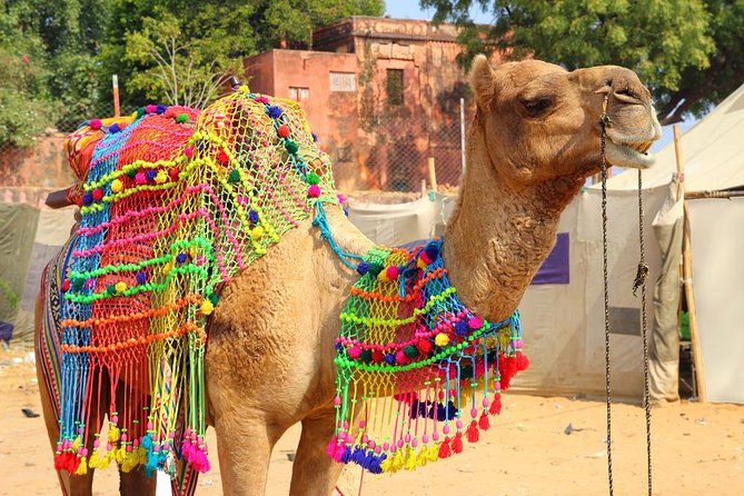 Spiritual City Walking Tour-THE Pushkar Route - Key points at a glance