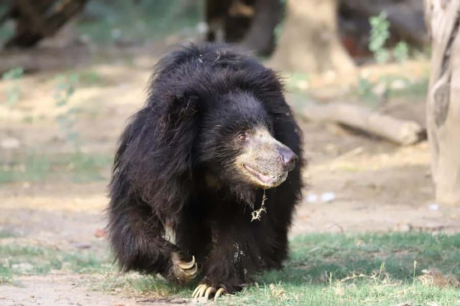 Taj Mahal Tour with Optional Wildlife Rescue Center Visit - Key points to know before you book