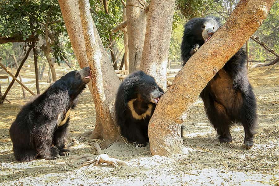 Taj Mahal Tour with Optional Wildlife Rescue Center Visit - Who should choose this Agra day trip