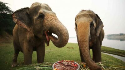 Taj Mahal Tour with Optional Wildlife Rescue Center Visit
