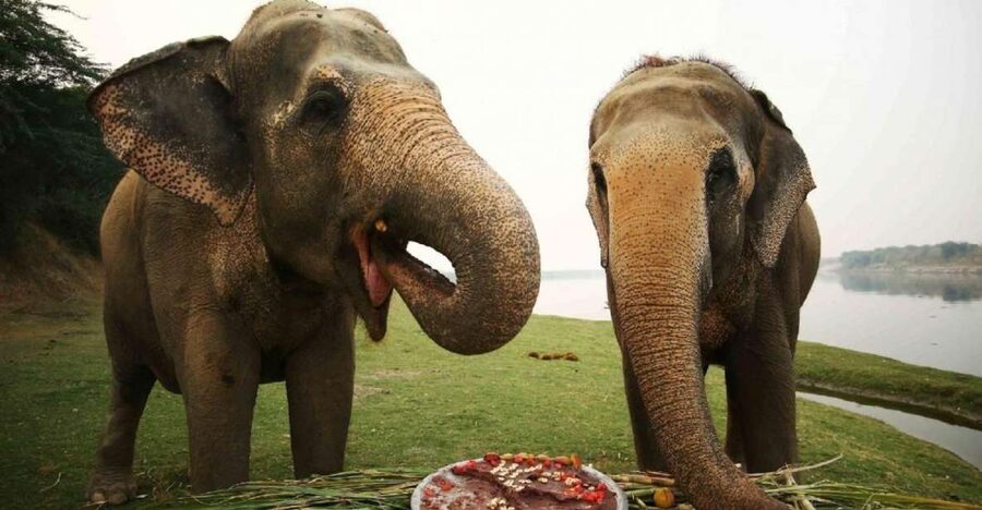 Taj Mahal Tour with Optional Wildlife Rescue Center Visit - Private transport from Delhi, Gurgaon, or the airport