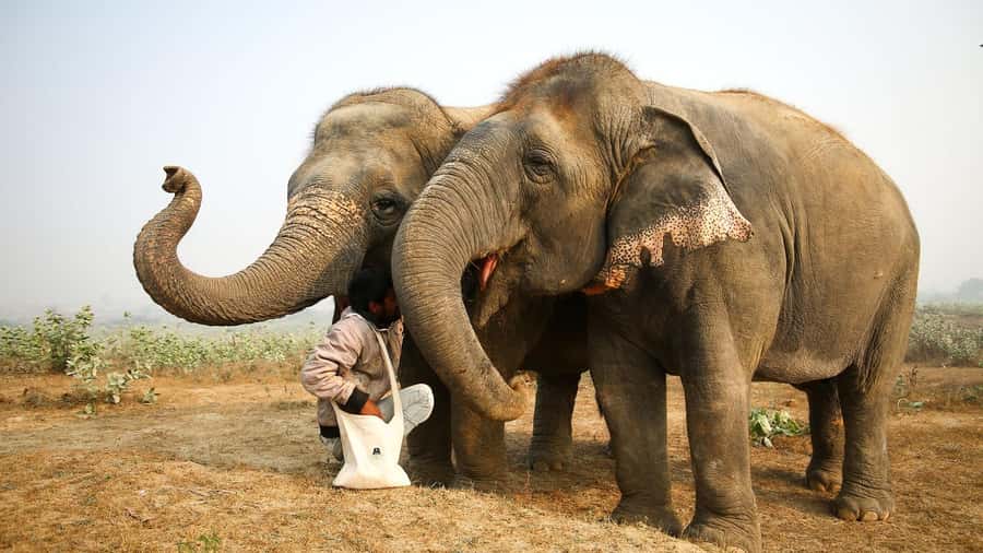 Taj Mahal Tour with Optional Wildlife Rescue Center Visit - What the $21 price really covers