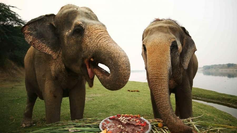 Taj Mahal Tour with Optional Wildlife Rescue Center Visit - The Taj Mahal visit: what your two and a half hours cover