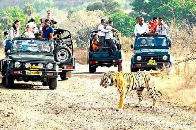 Tiger Safari in Ranthambore national park | Canter Options - What the first hour is likely to feel like