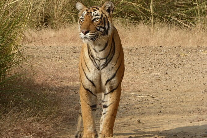 Tiger Safari in Ranthambore national park | Canter Options - The value of permits, guides, and support