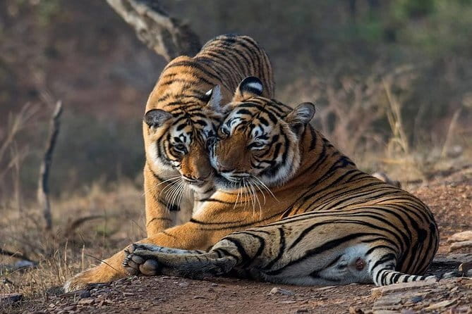 Tiger Safari in Ranthambore national park | Canter Options - What the strongest service features mean for you