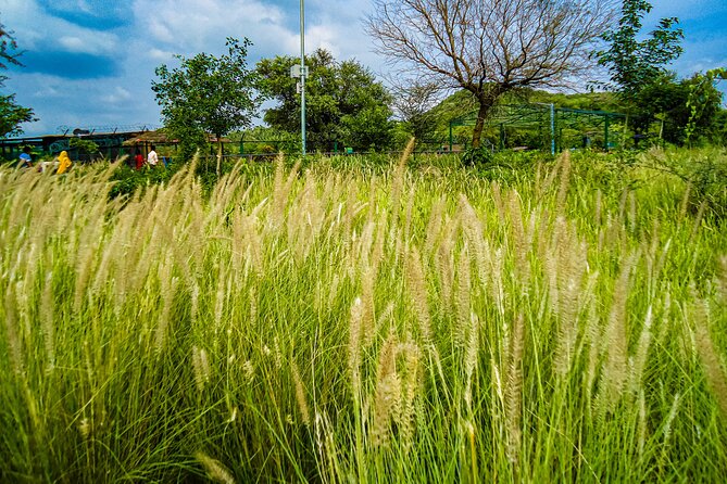 Uncover Hidden Treasures of Rural Life on a Village Tour - Why leave Jaipur for a village day